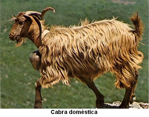 Cabra doméstica.jpg
